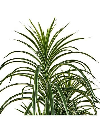 Dracena artificiel en pot grande hauteur
