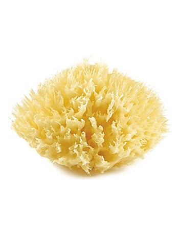 Eponge de mer Honeycomb