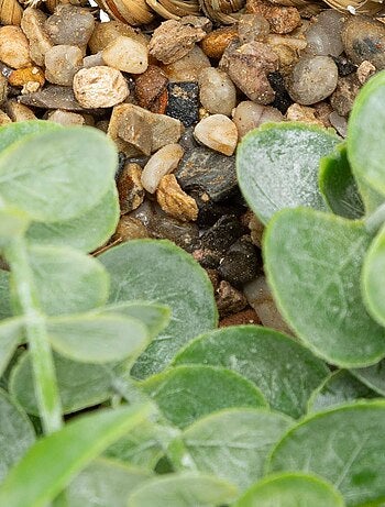 Eucalyptus à suspendre avec pot naturel