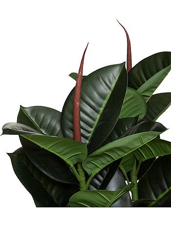 Ficus robusta artificiel
