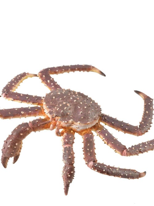 Figurine Animaux Marins (Xl): Crabe Royal - Kiabi