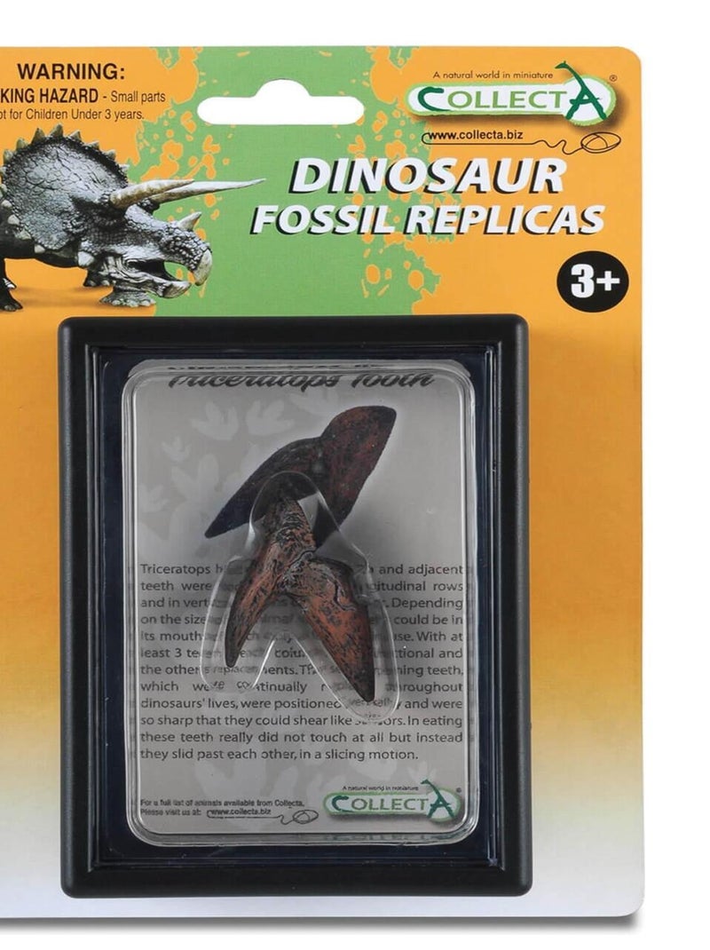 Figurine dinosaure : Dent De Triceratops N/A - Kiabi