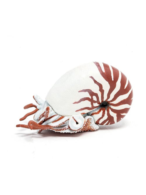 Figurine Nautile - Kiabi