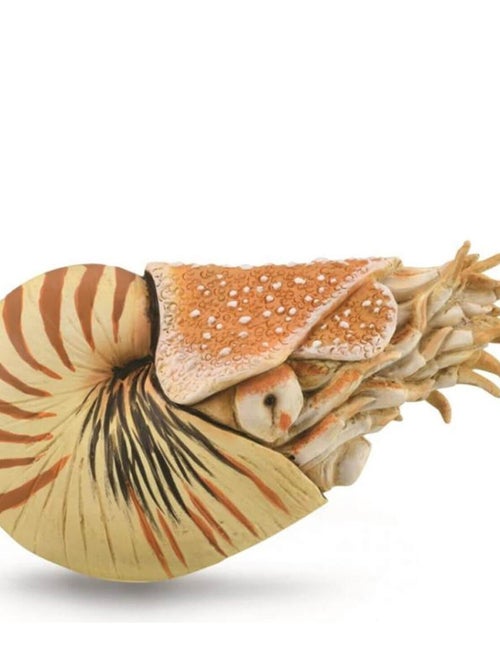 Figurine préhistoire XL : Nautilus pompilius - Kiabi