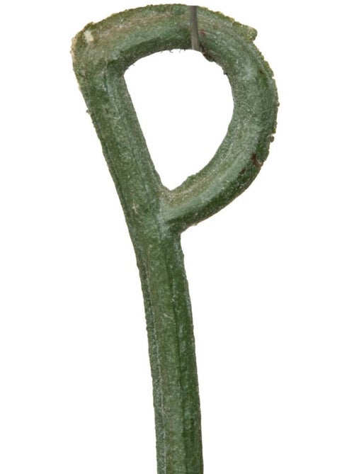 Fleur artificielle guirlande saule 150cm OBIA - Kiabi