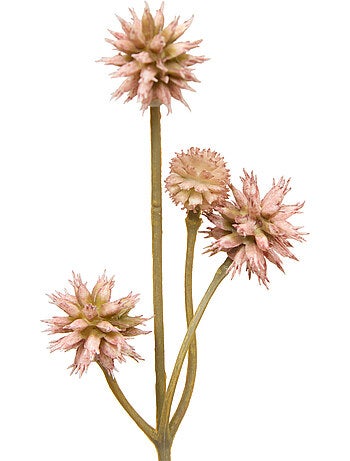 Fleur de sanicula artificielle fria