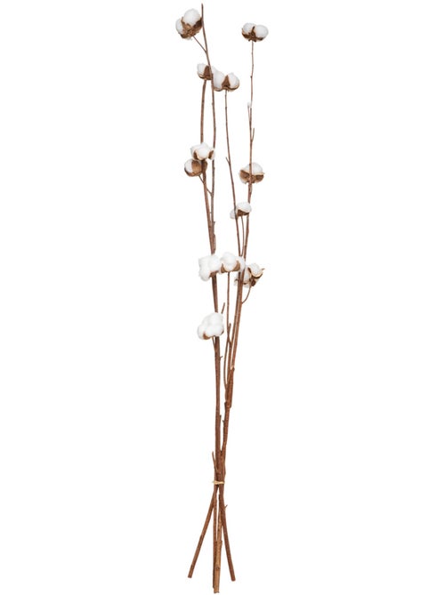 Fleurs séchées naturelles KANI - Kiabi