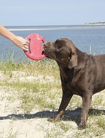 Frisbee de jeu pour chien 20 cm
