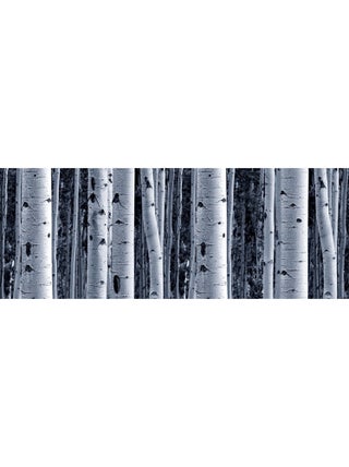 Frise auto-collante Birch - 1 rouleau de 14 cm x 500 cm