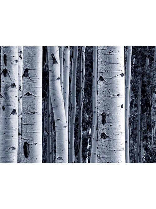 Frise auto-collante Birch - 1 rouleau de 14 cm x 500 cm - Kiabi