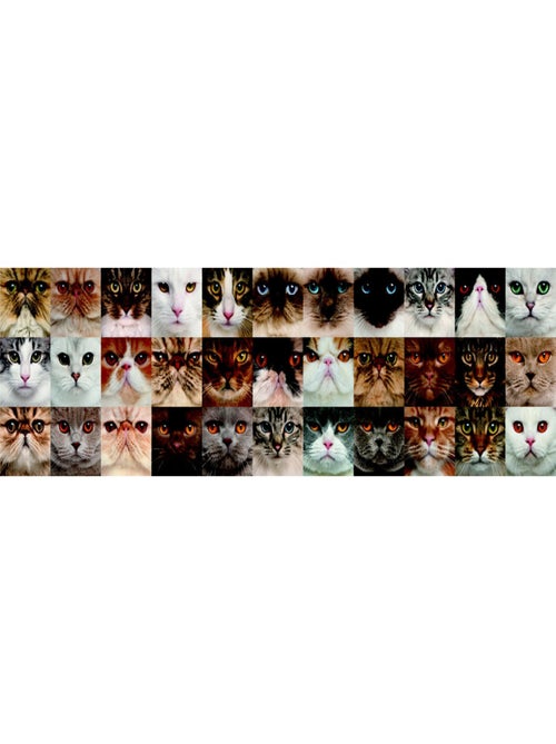 Frise auto-collante Chatons - 1 rouleau de 14 cm x 500 cm - Kiabi