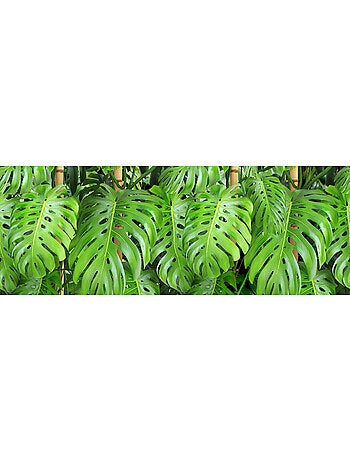 Frise auto-collante Feuilles vertes - 1 rouleau de 14 cm x 500 cm