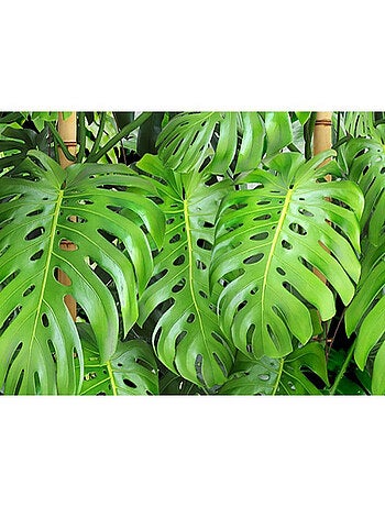 Frise auto-collante Feuilles vertes - 1 rouleau de 14 cm x 500 cm