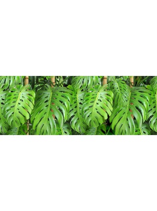 Frise auto-collante Feuilles vertes - 1 rouleau de 14 cm x 500 cm
