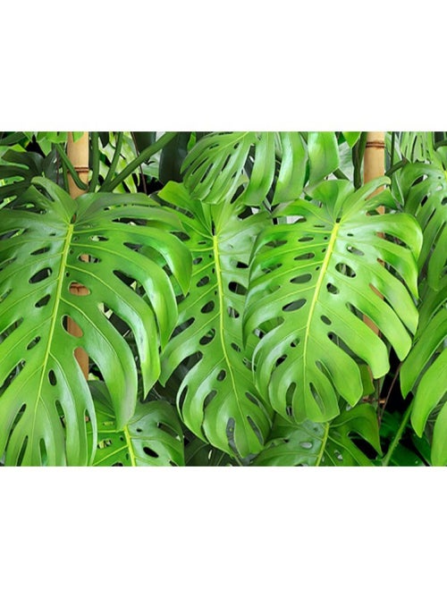 Frise auto-collante Feuilles vertes - 1 rouleau de 14 cm x 500 cm - Kiabi