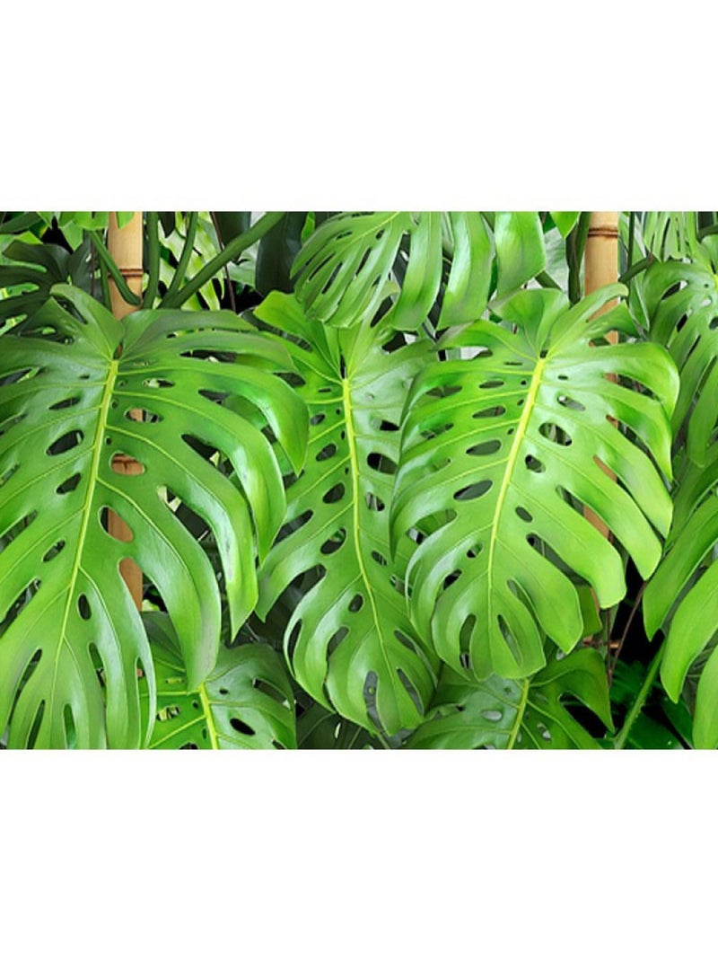 Frise auto-collante Feuilles vertes - 1 rouleau de 14 cm x 500 cm Multicolore - Kiabi