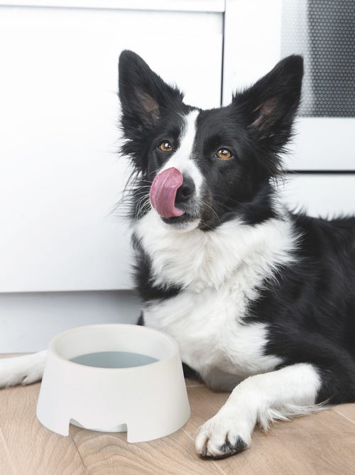 Gamelle anti éclaboussures pour chien - Kiabi