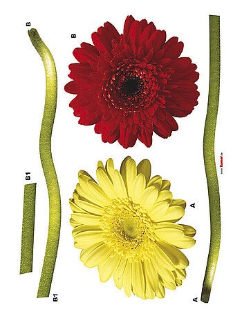 Gerbera, Sticker mural deux grandes fleurs rouge et jaune - 50x70 cm