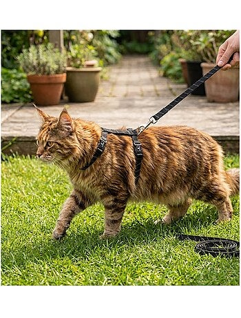 Harnais avec laisse elza pour chat et chaton