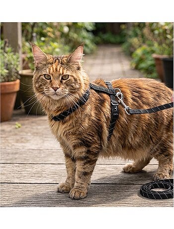 Harnais avec laisse elza pour chat et chaton