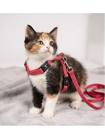 Harnais avec laisse elza pour chat et chaton