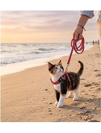 Harnais avec laisse elza pour chat et chaton