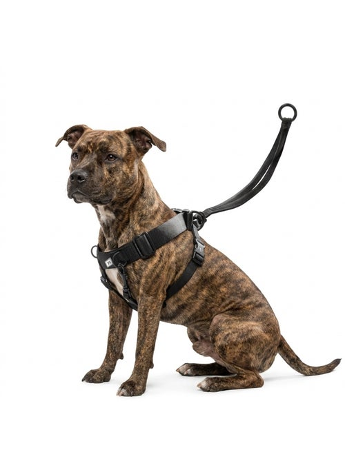 Harnais Easy Walker promenades confortables et sans traction - Kiabi