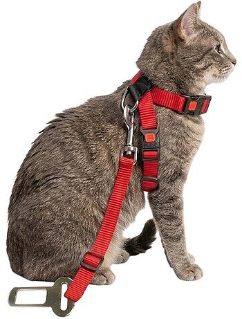 Harnais et ceinture de sécurité pour chat