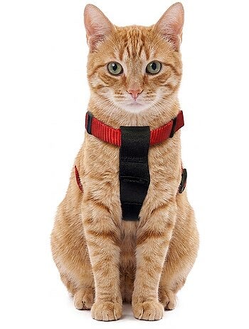 Harnais et ceinture de sécurité pour chat