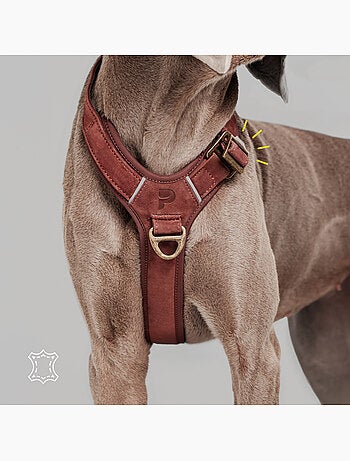 Harnais pour chien en Cuir PELUVIO Lord - Réglables