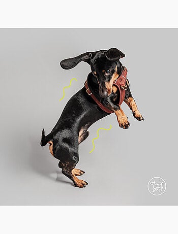 Harnais pour chien en Cuir PELUVIO Lord - Réglables