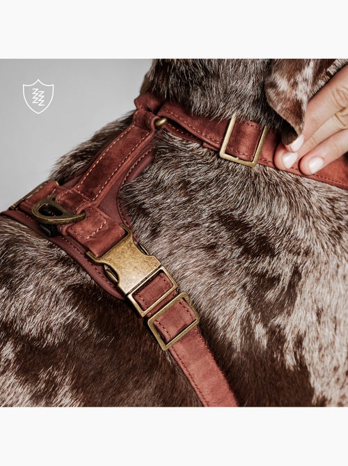 Harnais pour chien en Cuir PELUVIO Lord - Réglables - Kiabi Harnais pour chien en Cuir PELUVIO Lord - Réglables - Kiabi