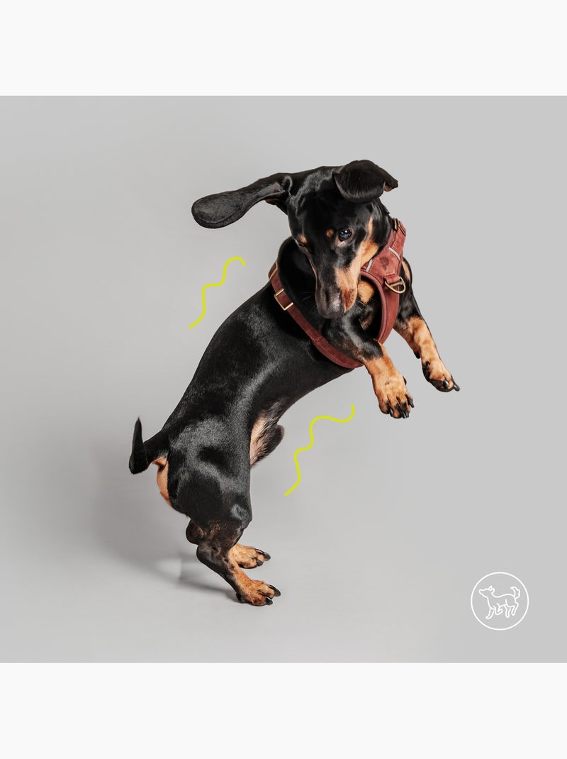 Harnais pour chien en Cuir PELUVIO Lord - Réglables Bordeaux - Kiabi