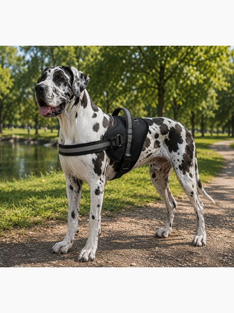 Harnais pour Chien Noir - Kiabi