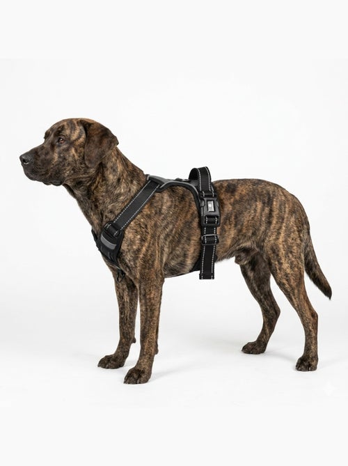 Harnais réglable et réfléchissant pour Chien Balou - Kiabi