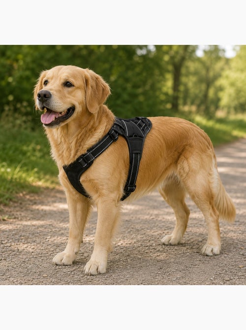 Harnais réglable et réfléchissant pour Chien Balou - Kiabi