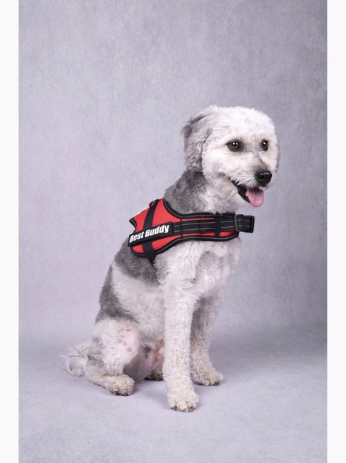 Harnais réglable pour chien Pluto - Kiabi
