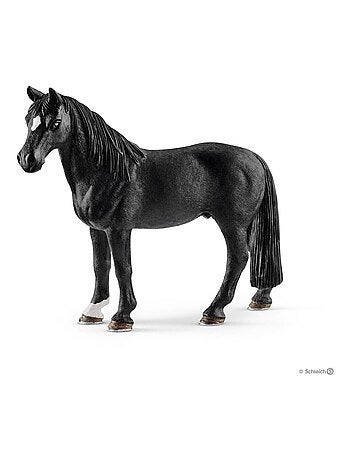 Hongre Tennessee Walker