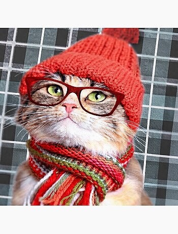 Housse de bouillotte chat a lunettes
