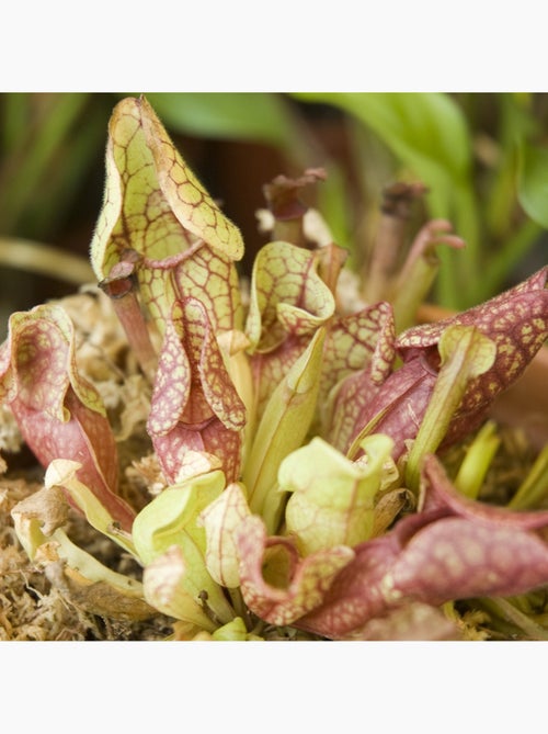 Je fais pousser ma Plante carnivore - Kiabi