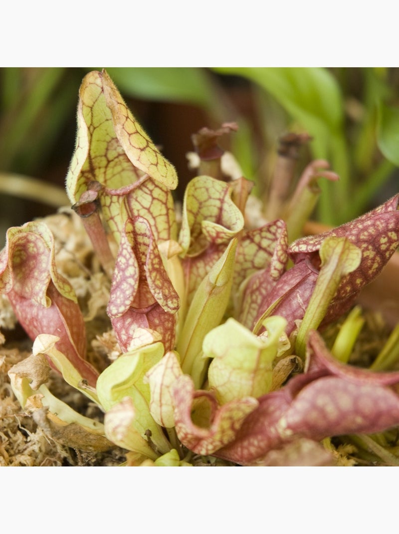 Je fais pousser ma Plante carnivore Marron - Kiabi