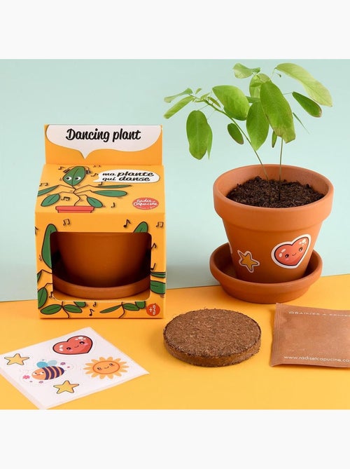 Je fais pousser ma Plante qui danse - Kiabi