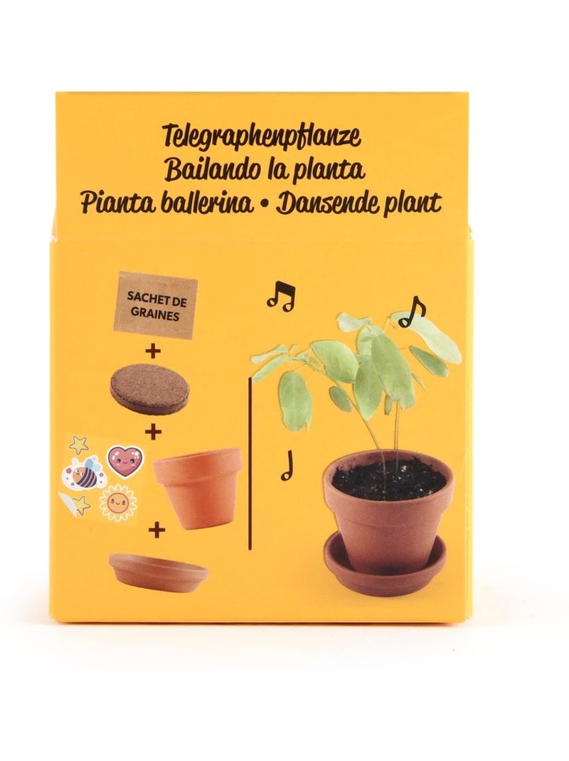 Je fais pousser ma Plante qui danse Marron - Kiabi