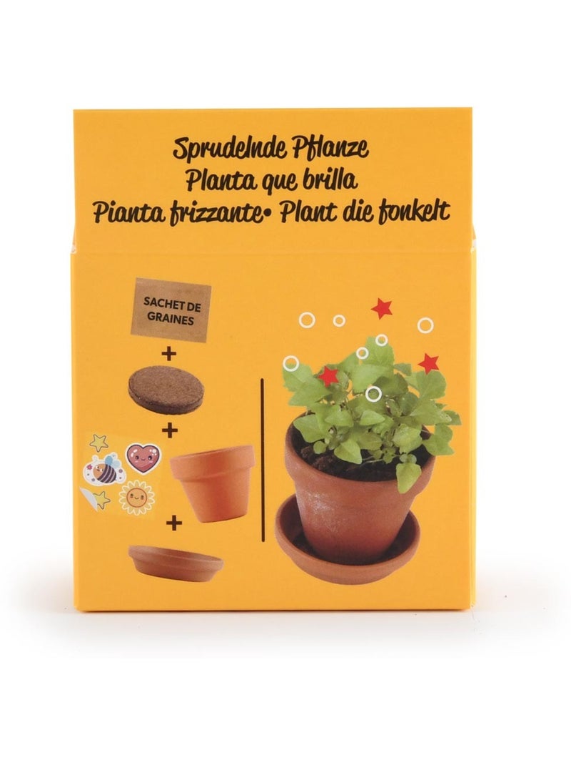 Je fais pousser ma Plante qui pétille Marron - Kiabi