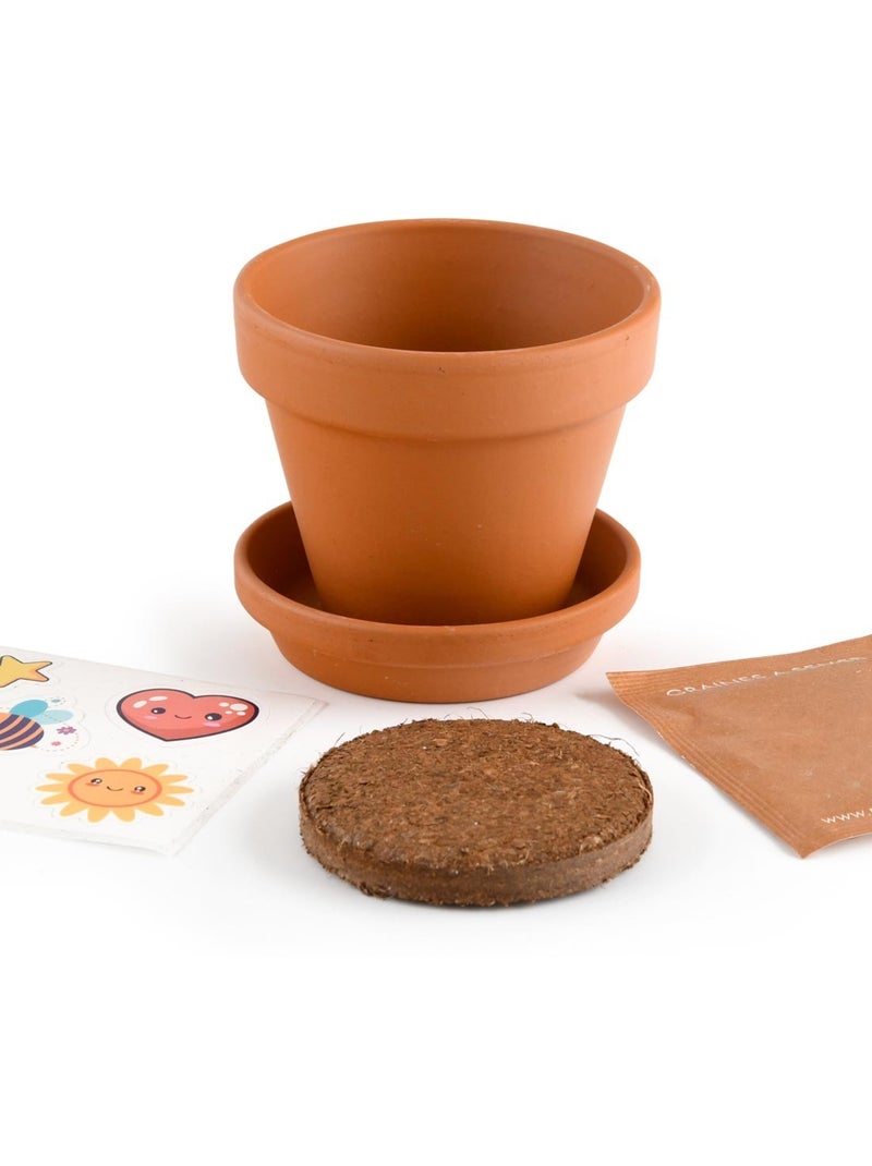 Je fais pousser ma Plante qui pétille Marron - Kiabi