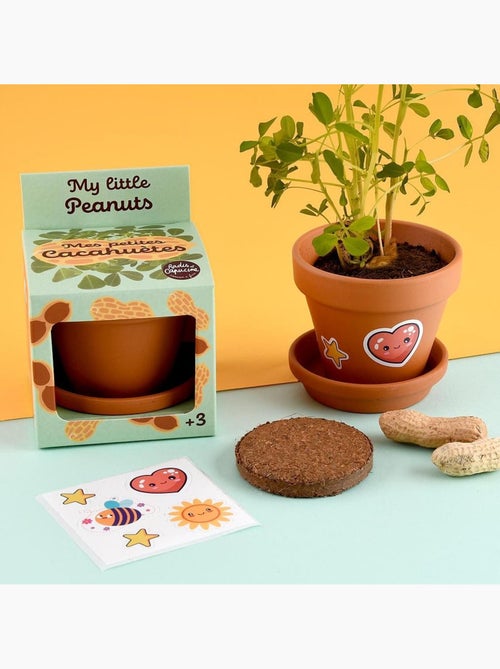 Je fais pousser mes Cacahuètes - Kiabi