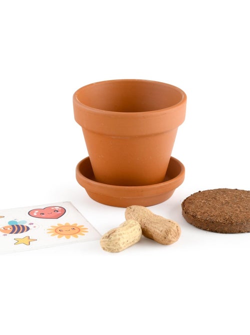 Je fais pousser mes Cacahuètes - Kiabi