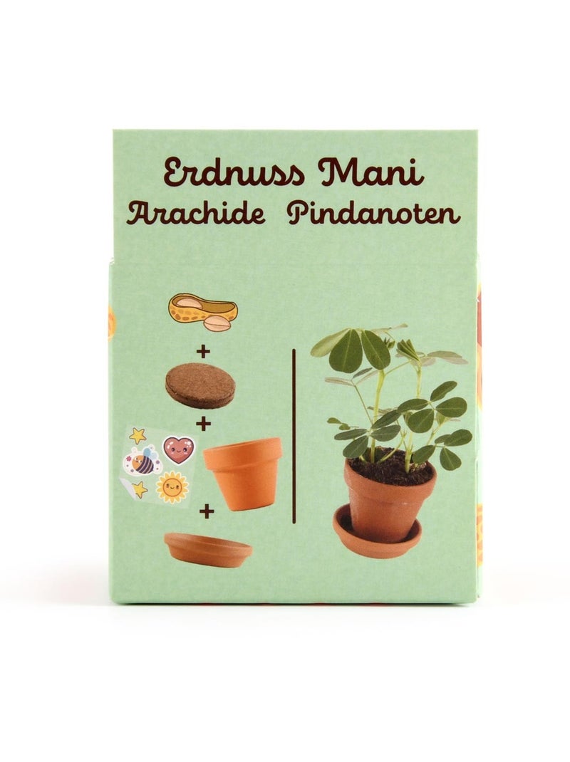 Je fais pousser mes Cacahuètes Marron - Kiabi