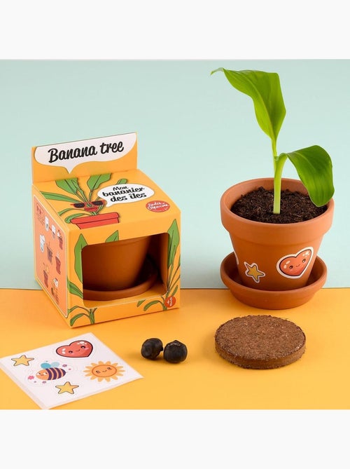 Je fais pousser mon Bananier - Kiabi