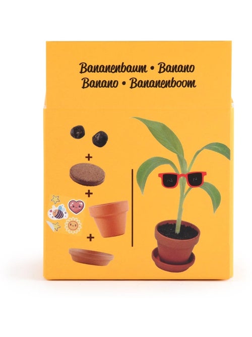 Je fais pousser mon Bananier - Kiabi